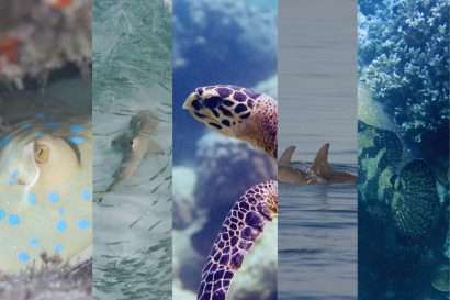 Bluespotted stingray, dolphin, blacktip reef shark, turtle and brown marbeled grouper are the Big Five of Chumbe Island