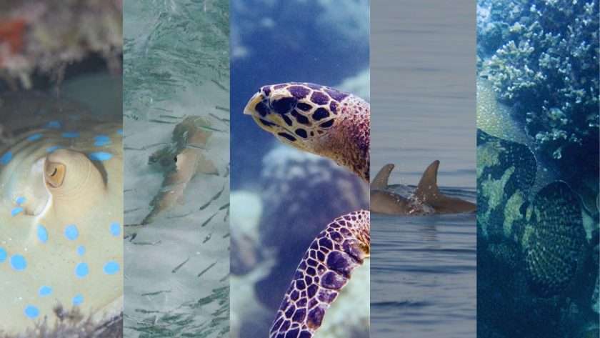 Bluespotted stingray, dolphin, blacktip reef shark, turtle and brown marbeled grouper are the Big Five of Chumbe Island