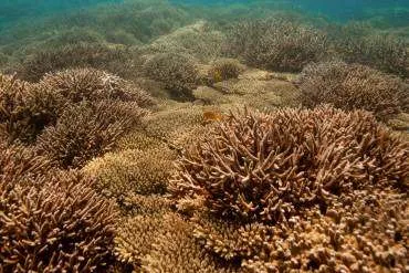 Chumbe Island Zanzibar, Chumbe Island Coral Park