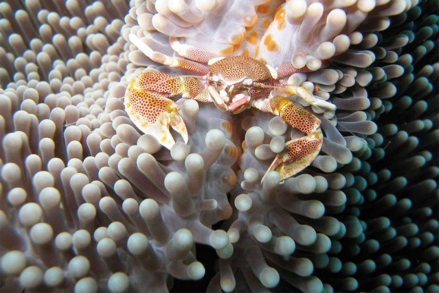 Conservation on Chumbe Island Zanzibar, Conservation