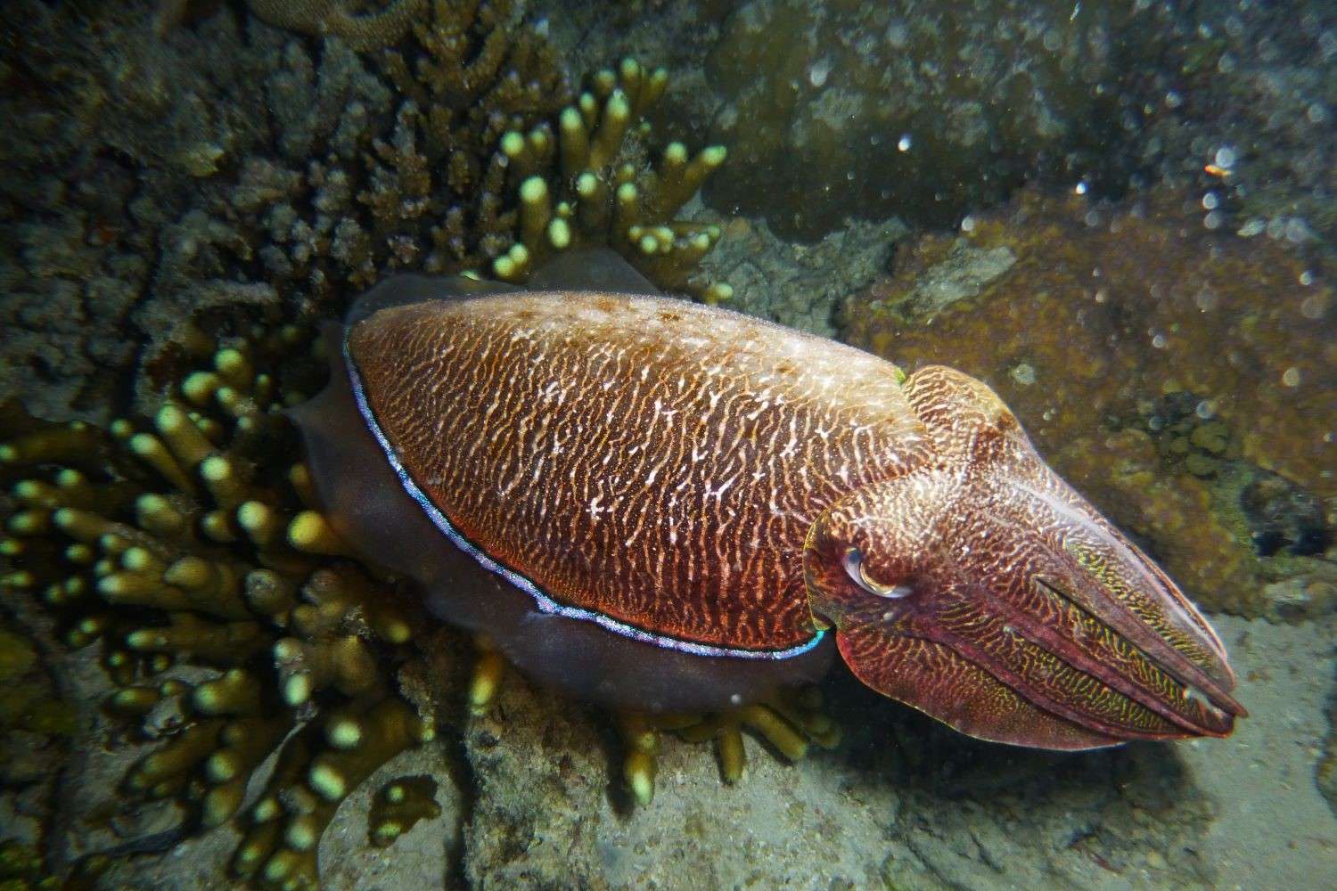 Conservation on Chumbe Island Zanzibar, Conservation