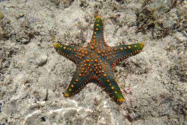 Chumbe Island Zanzibar, Chumbe Island Coral Park