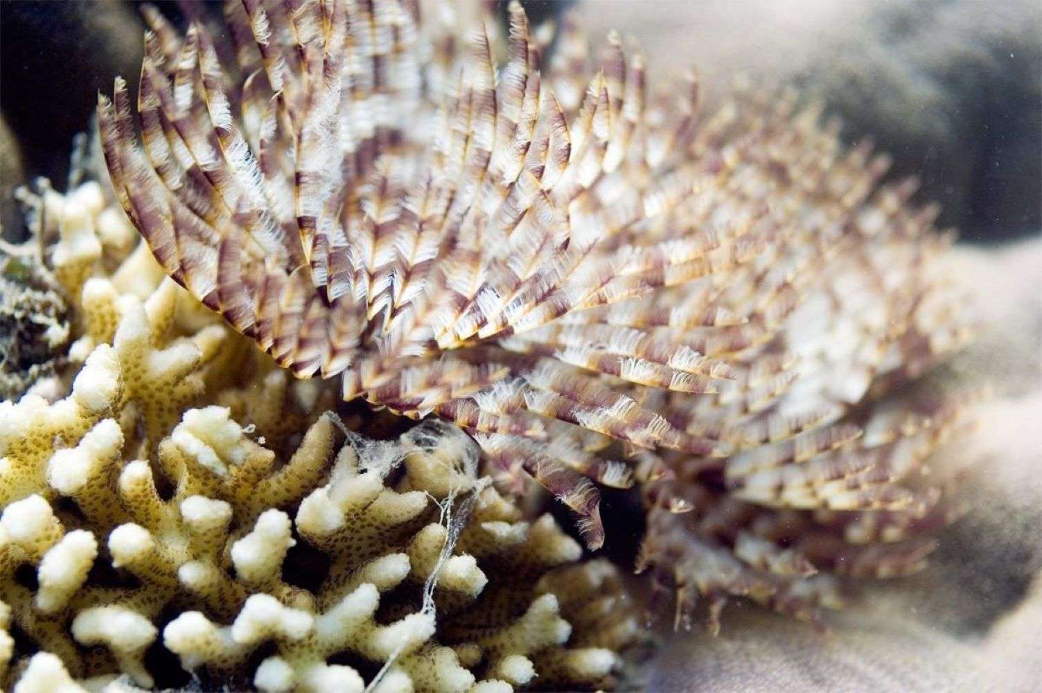 Conservation on Chumbe Island Zanzibar, Conservation