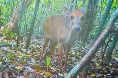 an ader's duiker (mini antelope) in the forest of Chumbe Island
