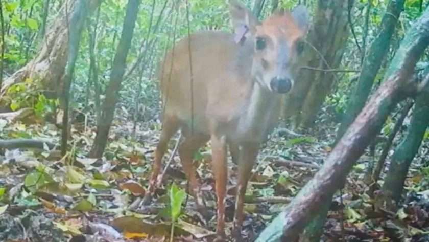 an ader's duiker (mini antelope) in the forest of Chumbe Island