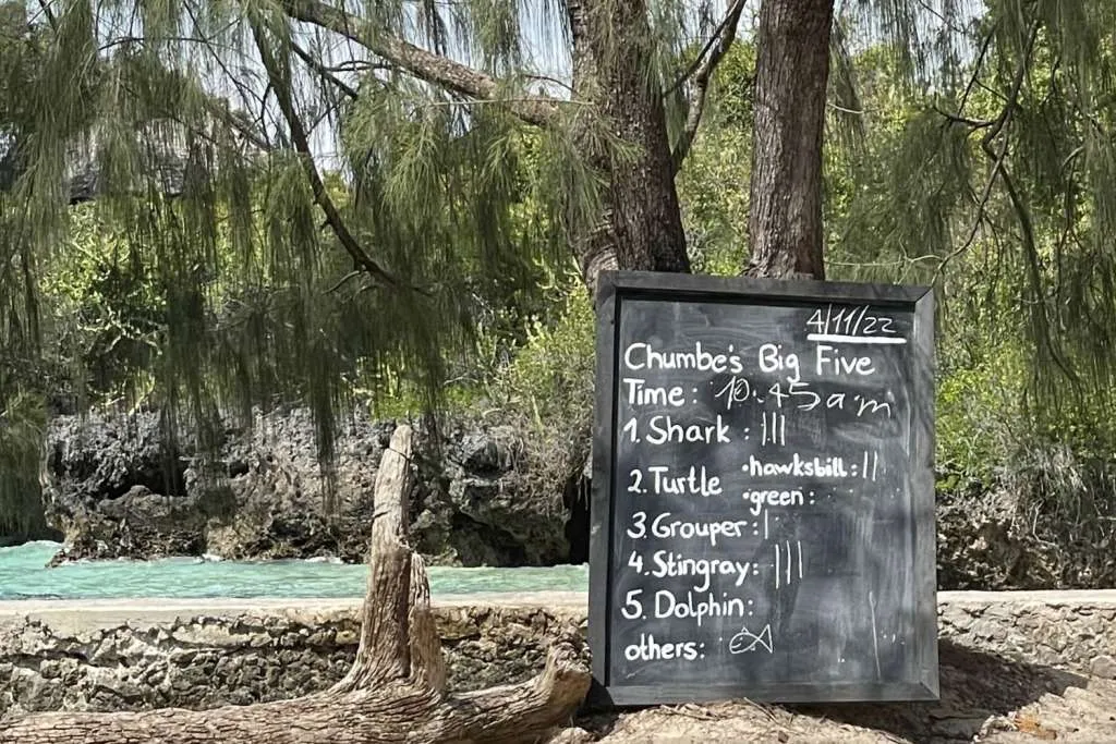 Big Five, On safari with Chumbe Island’s “Big Five”