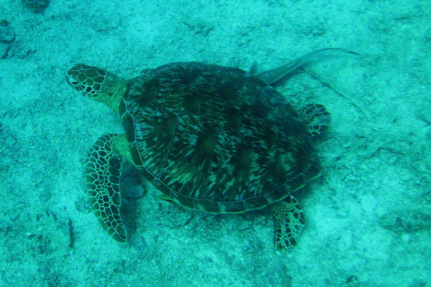 Conservation on Chumbe Island Zanzibar, Conservation