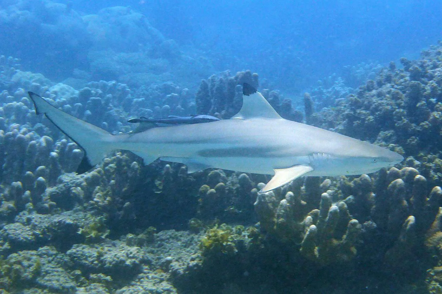 Conservation on Chumbe Island Zanzibar, Conservation