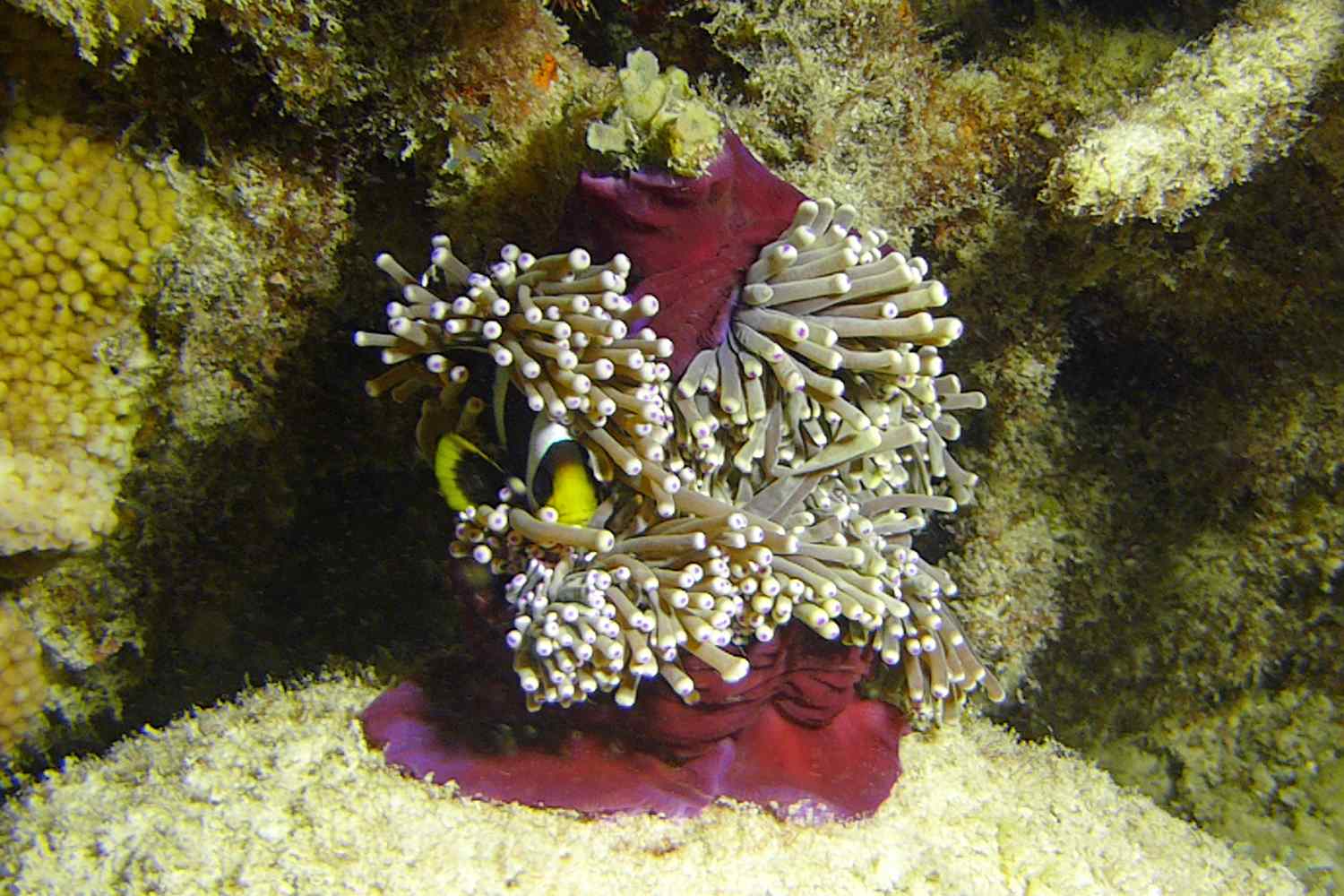 Conservation on Chumbe Island Zanzibar, Conservation