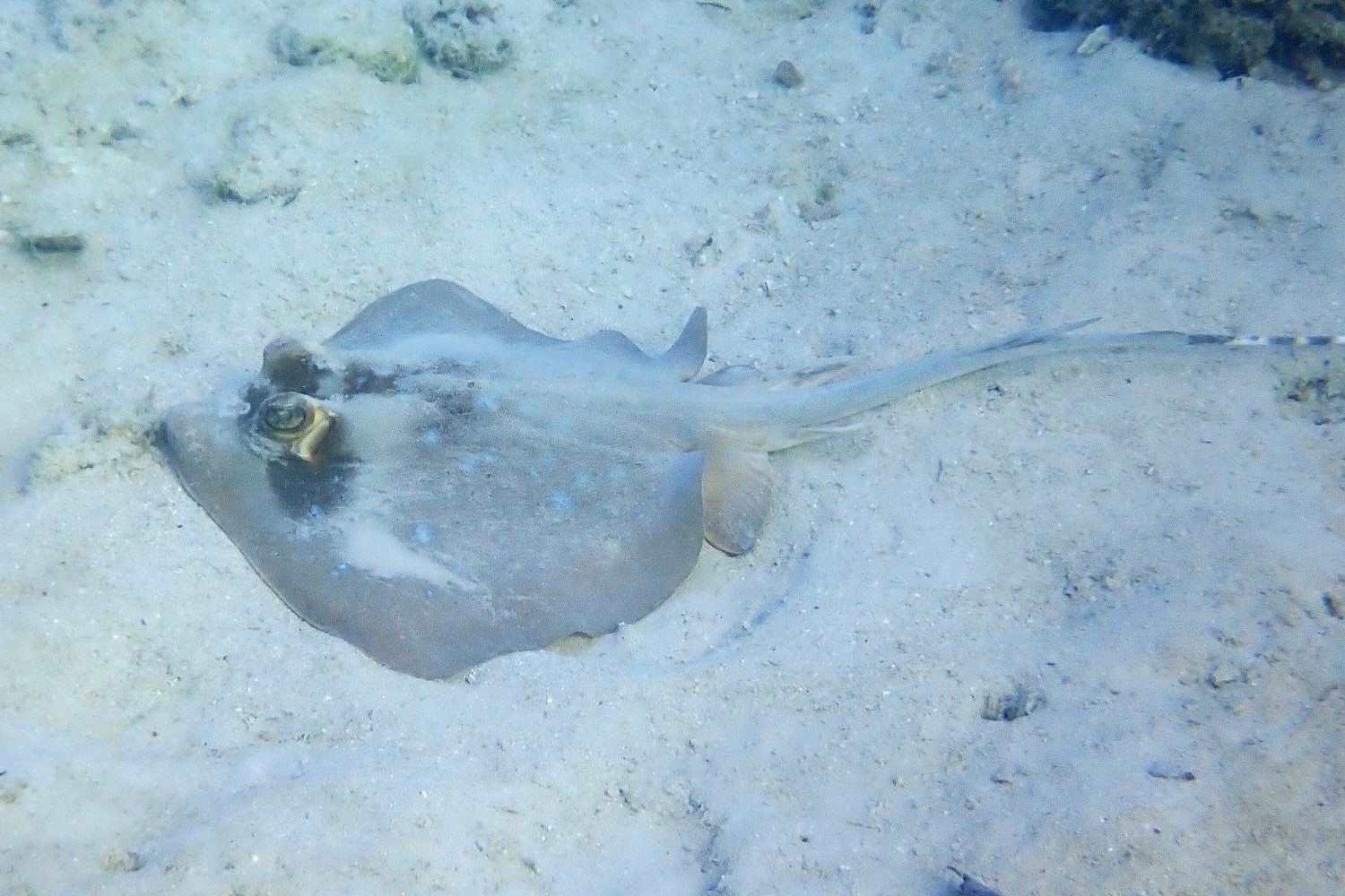 Conservation on Chumbe Island Zanzibar, Conservation