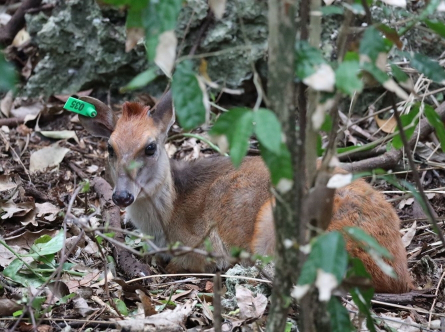 Big Five, Rare Species Moves Into Chumbe Islands&rsquo; Protected Forest Reserve