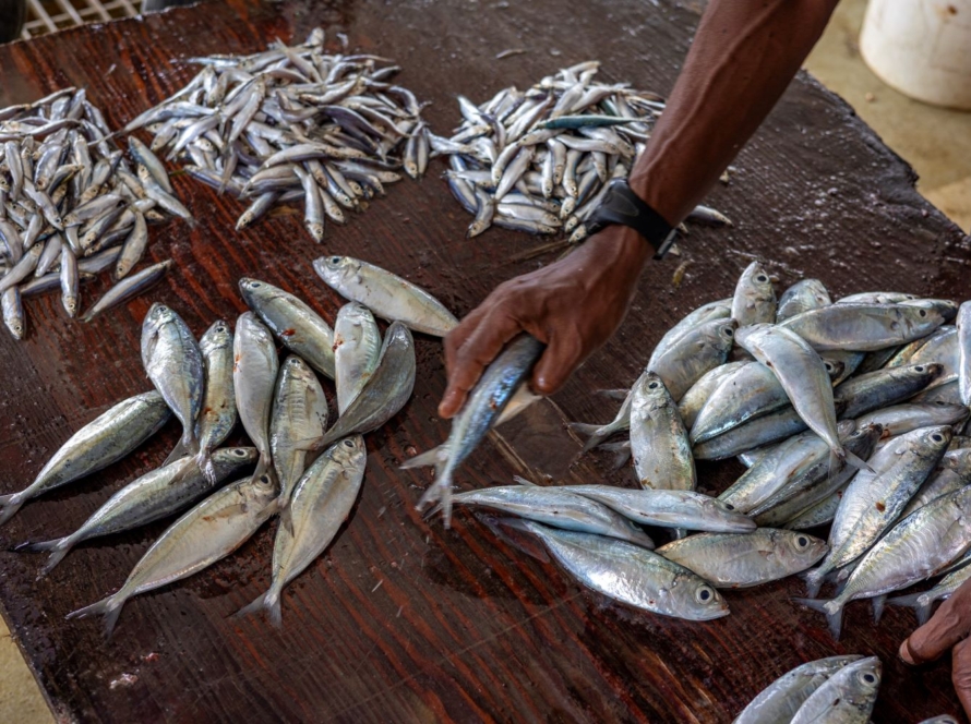 Job in Zanzibar, Tanzania Sustainable Seafood Guide