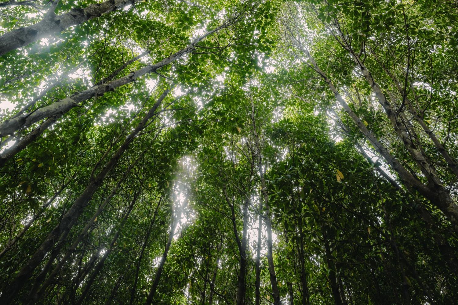 Looking up through the coral rag forest, pale slender trunks leaning in from all sides and sunlight breaking through a dense green canopy.